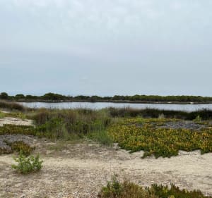 Cap vers le Ponton de Leucate - Le Barcarès - 3