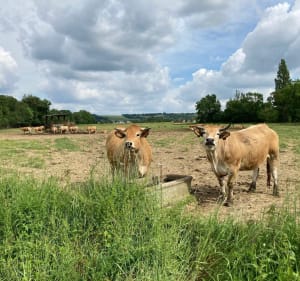Excursie naar de Gers en doorkruising van het bos van Bouconne - Léguevin - 5