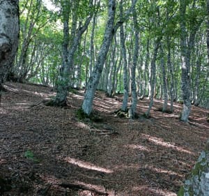 Randonnées de Super Besse au lac Pavin - Besse-et-Saint-Anastaise - 4