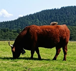 Randonnées de Super Besse au lac Pavin - Besse-et-Saint-Anastaise - 5