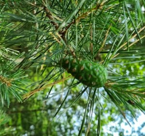Balade en forêt d'Évreux - Évreux - 3