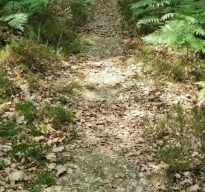 Balade en forêt d'Évreux - Évreux - 4