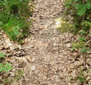 Balade en forêt d'Évreux - Évreux - 5
