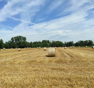Balade au hasard entre ville et campagne à Mulhouse - Mulhouse - 4