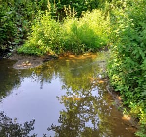Saint-Paul-de-Varax et la beauté de ses paysages - Saint-Paul-de-Varax - 4