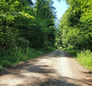 Randonnée dans la forêt d'Illfurth - Illfurth - 3