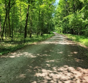 Randonnée dans la forêt d'Illfurth - Illfurth - 4