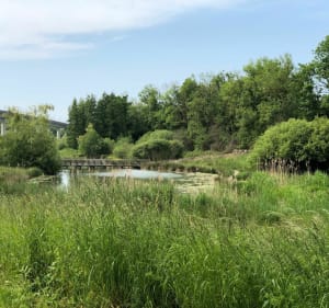 Les bords de Marne au départ de Coupvray - Coupvray - 5