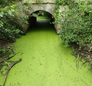 Balade entre campagne et canal de Caen - Le Castelet - 5