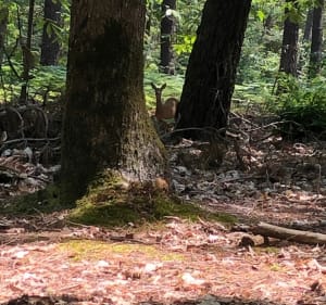 Balade dans les bois de Changé - Le Mans - 3