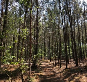Balade dans les bois de Changé - Le Mans - 4