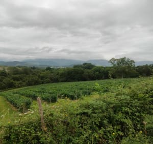 Paysage Basque par Bas Cambo et Halsou à vélo - Jatxou - 3