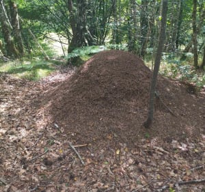Randonnée au milieu des bois et de la forêt de Palisse - Palisse - 3