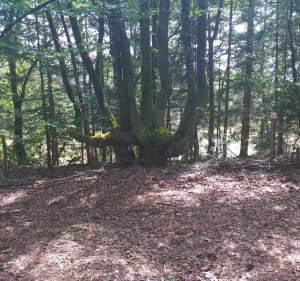 Randonnée au milieu des bois et de la forêt de Palisse - Palisse - 4