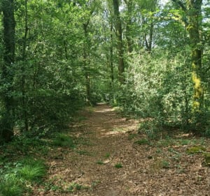 Balade dans la forêt de Juigné-des-Moutiers - Juigné-des-Moutiers - 3