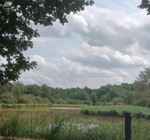 Un beau tour dans les bois de Sologne - La Ferté-Saint-Aubin - 3