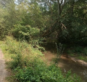 Un beau tour dans les bois de Sologne - La Ferté-Saint-Aubin - 4