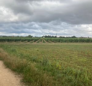 Entre champs et forêt de Folleville depuis les Maisons Brulées - Saint-Hilaire-Saint-Mesmin - 3