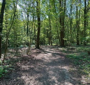 Balade entre forêt et bords de Seine depuis Rosny sur Seine - Max - 3