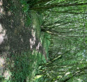 Le long de L’ Auvézère - Génis - 4