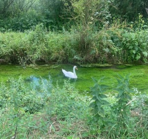 Les sources de la Somme depuis Fonsomme - Fonsomme - 4