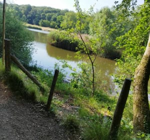 Petite promenade en forêt de Meudon - Clamart - 3