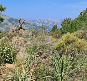 Forêt de Bonifatu par Punta di Ficaghiola - Calenzana - 3