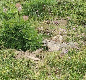 Chemin de l écureuil - Risoul - 5