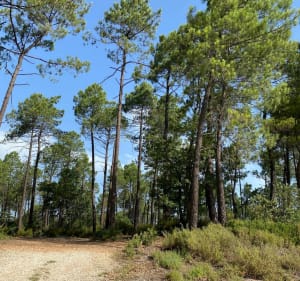 Boucle autour de Roussillon, via la Bergère et les Huguets - Roussillon - 5