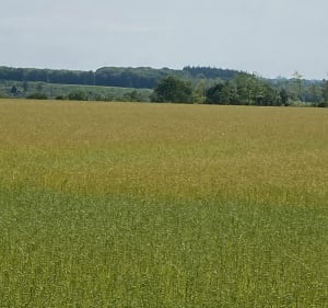 Balade en forêt et en campagne à Malaunay - Le Houlme - 4