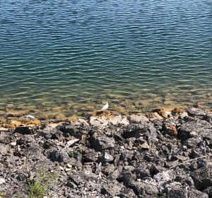 Belle balade autour du Lac du Der - Sainte-Marie-du-Lac-Nuisement - 4