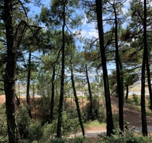 La Palmyre - Bouverie strand - Les Mathes - 4