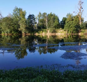Bocage du Véron - Beaumont-en-Véron - 4
