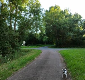 Bocage du Véron - Beaumont-en-Véron - 5