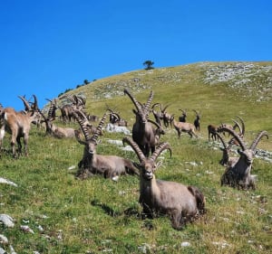 Du Col de l'Aupet au Pas de l'Aiguille par les carrières romaines - Chichilianne - 3