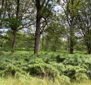 Bois de Notre-Dame et ses environs - Sucy-en-Brie - 4