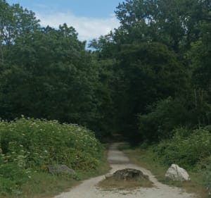Balade entre Saint-Germain-lès-Corbeil et Tigery, par les forêts - Saint-Germain-lès-Corbeil - 4