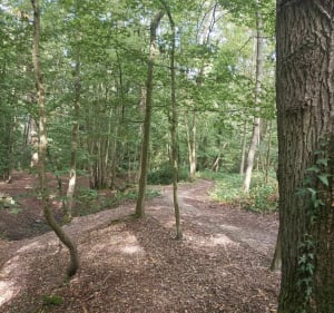 Balade entre Saint-Germain-lès-Corbeil et Tigery, par les forêts - Saint-Germain-lès-Corbeil - 5