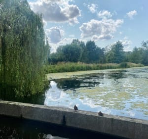 Le lac du Héron et ses alentours - Villeneuve-d'Ascq - 5