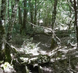 En lisière est de la forêt de Moulière à partir grand Recoin - Montamisé - 4