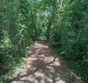 Dans les bois au nord de Monpazier - Monpazier - 3