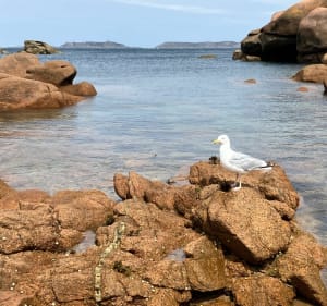 Ontdek de roze granietkust vanuit Ploumanac'h - Perros-Guirec - 4