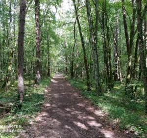 Boucle en VTT dans les bois et chemins blancs - Is-sur-Tille - 3