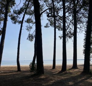 L’authentique depuis Cugnes par Navarrosse à vélo - Biscarrosse - 3