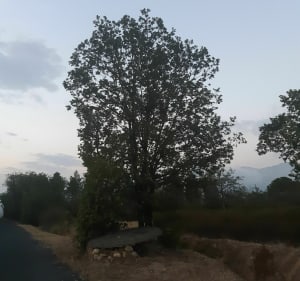 Le Mont Planères en marche nordique - Saint-Jean-Lasseille - 3