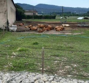 Campagne de MALLEMORT. - Mallemort - 4