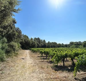 Le prieuré de Saint-Pierre à partir d’Aspères - Aspères - 5