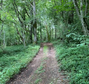 Balade a Saint-Julien-la-Geneste par le Bois de Pionsat à VTT - Saint-Julien-la-Geneste - 5