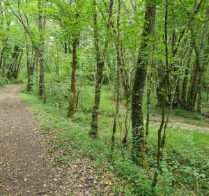 Belle et agréable promenade dans les bois de Cubord - jean claude - 3