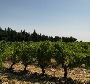 Balade à Romanin dans les Alpilles - Eygalières - 3
